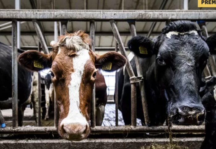 Oppositie breed vragen over uitbreiding Kalvermesterij Bakel
