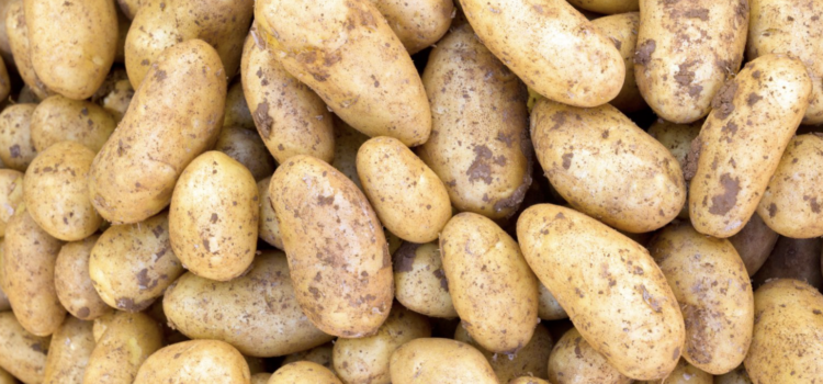 In de media: Zesduizend ton aardappelen doen – letterlijk en figuurlijk – stof opwaaien in de Mortel